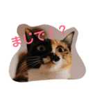 にゃんずすたんぷ（個別スタンプ：1）