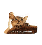 にゃんずすたんぷ（個別スタンプ：3）