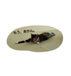 にゃんずすたんぷ（個別スタンプ：6）