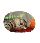 にゃんずすたんぷ（個別スタンプ：7）