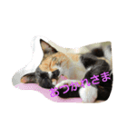 にゃんずすたんぷ（個別スタンプ：8）