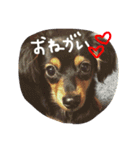 気まぐれわんこのアナちゃん（個別スタンプ：5）