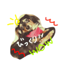 気まぐれわんこのアナちゃん（個別スタンプ：13）