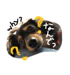 気まぐれわんこのアナちゃん（個別スタンプ：14）