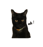 CRAZY CATS3（個別スタンプ：1）