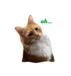 CRAZY CATS3（個別スタンプ：5）
