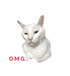CRAZY CATS3（個別スタンプ：7）