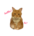 CRAZY CATS3（個別スタンプ：8）