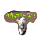 ジルとフィオの北埼玉弁（個別スタンプ：11）