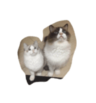 QQ RAGSDOLL（個別スタンプ：6）