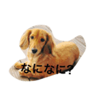 Dakkusufunnto（個別スタンプ：1）