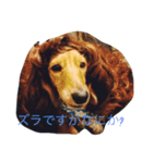 Dakkusufunnto（個別スタンプ：4）