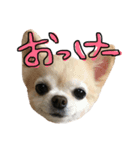 キャンディー、時々、ポシュル（個別スタンプ：1）