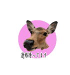 鹿のつぶやき（個別スタンプ：3）