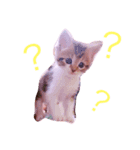 まろんたん（個別スタンプ：1）