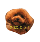 トイプー コッペ2（個別スタンプ：3）