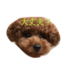 トイプー コッペ2（個別スタンプ：6）