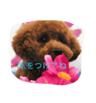 トイプー コッペ2（個別スタンプ：7）