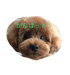 トイプー コッペ2（個別スタンプ：8）