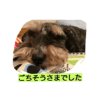 dogs of my house,No.2（個別スタンプ：12）
