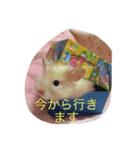 喋るハムスターw（個別スタンプ：1）