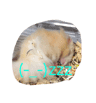 喋るハムスターw（個別スタンプ：5）