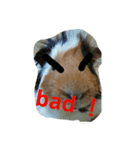 guinea pig a go！ go！ 3（個別スタンプ：1）