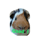 guinea pig a go！ go！ 3（個別スタンプ：2）