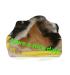 guinea pig a go！ go！ 3（個別スタンプ：3）