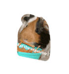 guinea pig a go！ go！ 3（個別スタンプ：5）