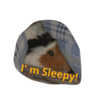 guinea pig a go！ go！ 3（個別スタンプ：6）
