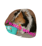 guinea pig a go！ go！ 3（個別スタンプ：8）
