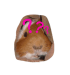 guinea pig a go！ go！ + rabbit 4（個別スタンプ：1）