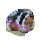 guinea pig a go！ go！ + rabbit 4（個別スタンプ：2）