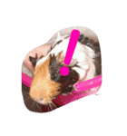 guinea pig a go！ go！ + rabbit 4（個別スタンプ：4）