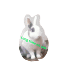 guinea pig a go！ go！ + rabbit 4（個別スタンプ：6）