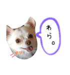 Morimori pett（個別スタンプ：5）