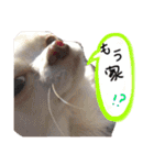 Morimori pett（個別スタンプ：7）