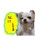 Morimori pett（個別スタンプ：25）