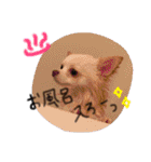 Morimori pett（個別スタンプ：26）