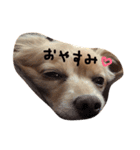 ぼく、チロル。（個別スタンプ：4）