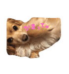 ぼく、チロル。（個別スタンプ：6）