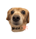 ぼく、チロル。（個別スタンプ：8）