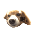 ぼく、チロル。（個別スタンプ：10）