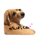 ぼく、チロル。（個別スタンプ：13）