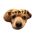 ぼく、チロル。（個別スタンプ：15）