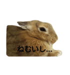うさうさハッピーちゃん（個別スタンプ：1）
