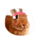 うさうさハッピーちゃん（個別スタンプ：2）