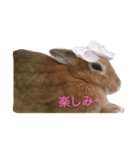 うさうさハッピーちゃん（個別スタンプ：3）