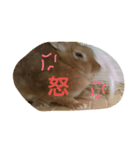 うさうさハッピーちゃん（個別スタンプ：5）